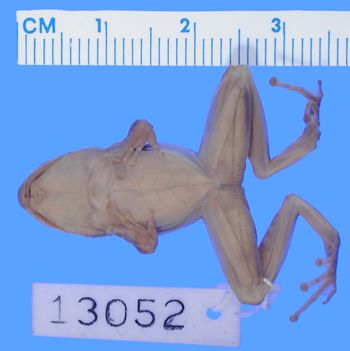 Media type: image; Herpetology A-13052